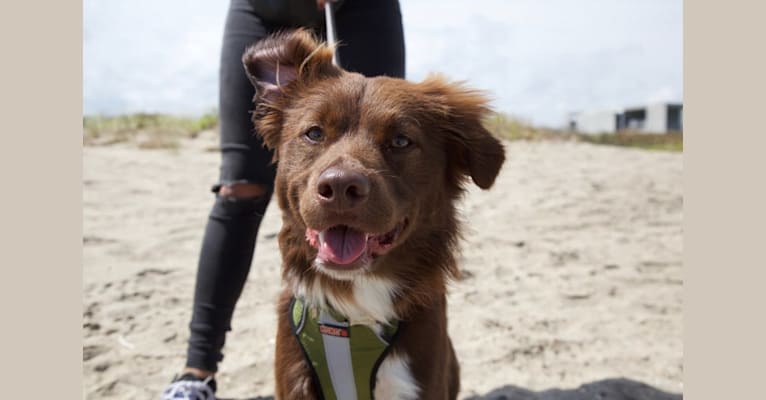 Photo of Koda, a Border Collie, Cocker Spaniel, Poodle (Small), and American Pit Bull Terrier mix in Okeechobee, Florida, USA
