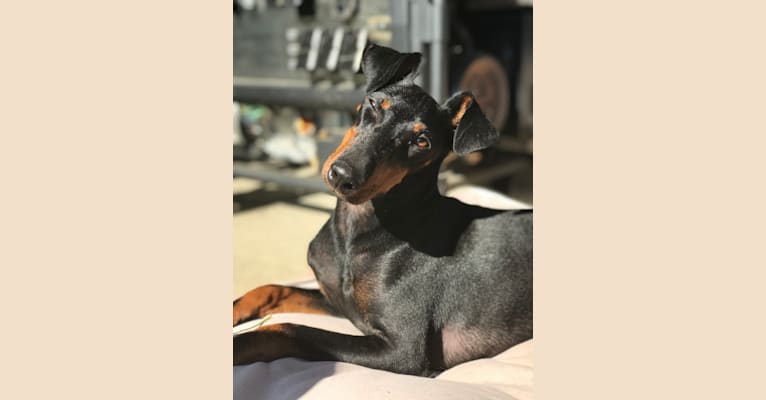 Freddie, a Manchester Terrier (Standard) tested with EmbarkVet.com