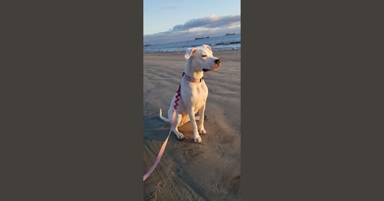 Nova, a Dogo Argentino tested with EmbarkVet.com