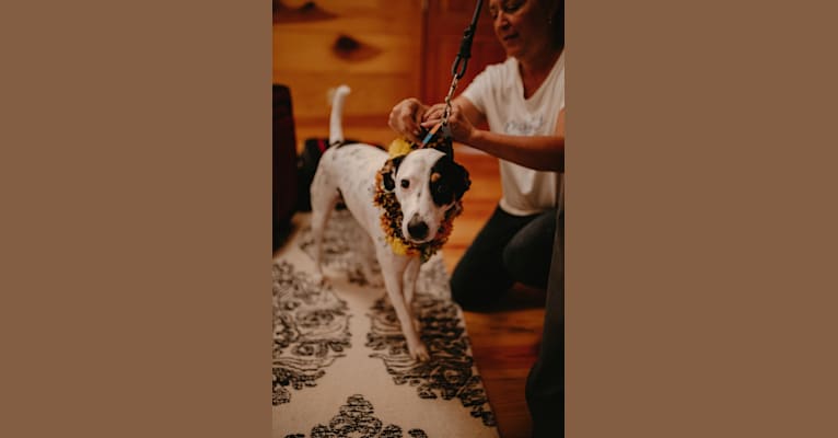 Winter, a Coonhound and Labrador Retriever mix tested with EmbarkVet.com