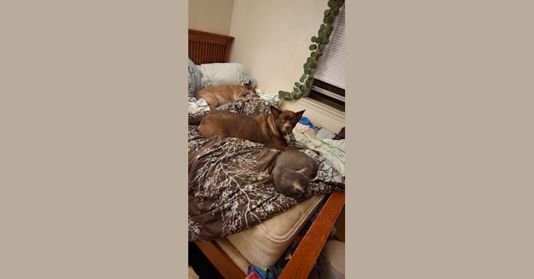 Cassidy, a Boston Terrier and Labrador Retriever mix tested with EmbarkVet.com