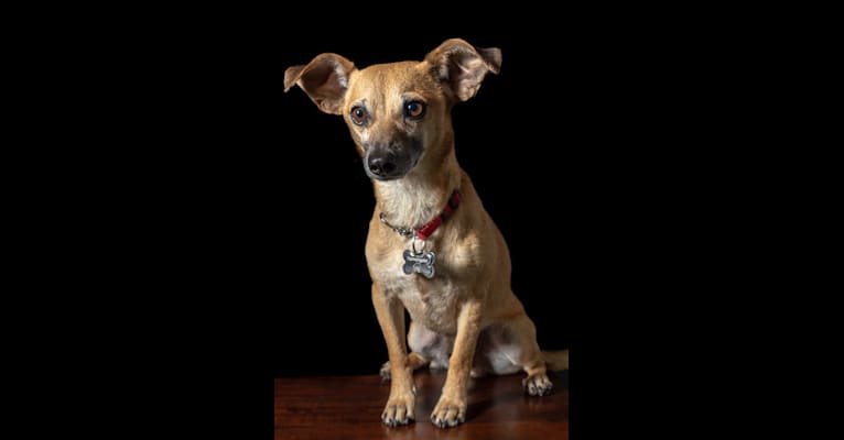 Andy, a Chihuahua and Miniature Pinscher mix tested with EmbarkVet.com