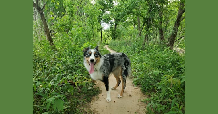 Ellie Einstein Cow Creek Aussies, an Australian Shepherd Group tested with EmbarkVet.com