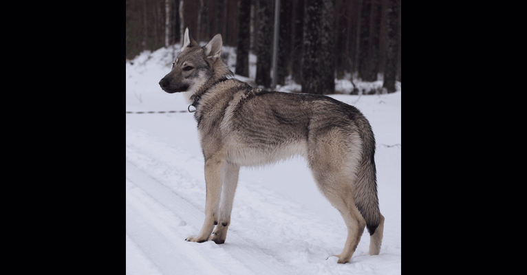 Photo of Olav, a Czechoslovakian Vlcak, German Shepherd Dog, and Samoyed mix in Finland