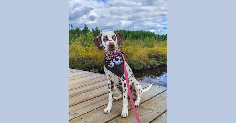 Shelby, a Dalmatian tested with EmbarkVet.com