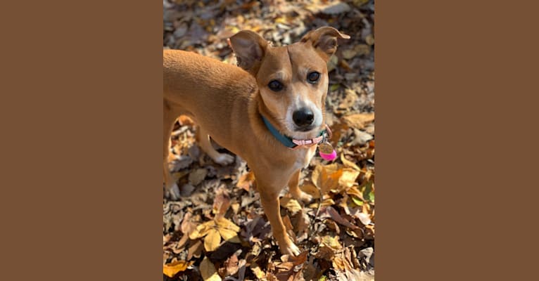 Chihuahua cattle dog hotsell mix