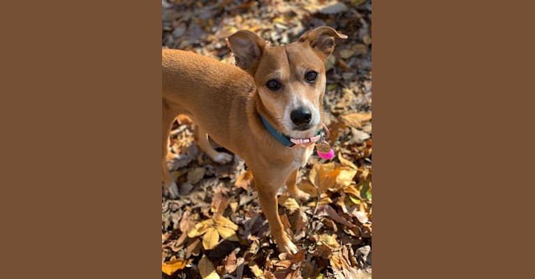 Basil, a Chihuahua and Australian Cattle Dog mix tested with EmbarkVet.com