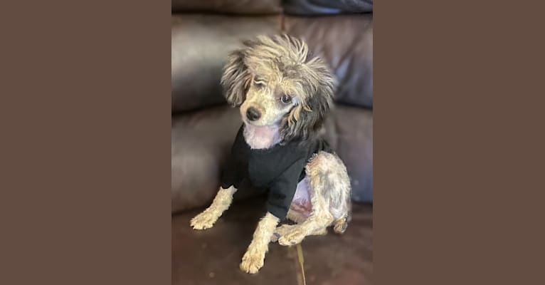 Photo of Karma, a Poodle (Small)  in Clarksville, TN, USA