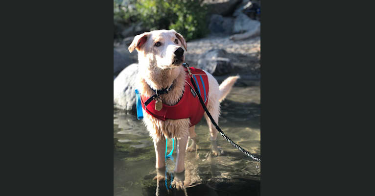 Photo of Ludo, a German Shepherd Dog, Border Collie, Siberian Husky, and Mixed mix in Santa Rosa, CA, USA