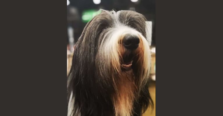 Braemoor's Fabulous Fennela at Winaria (Ellie), a Bearded Collie tested with EmbarkVet.com