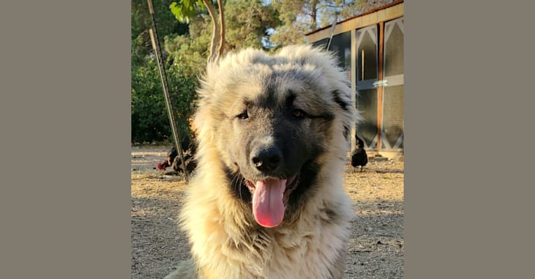 Vladimir, a Caucasian Ovcharka tested with EmbarkVet.com