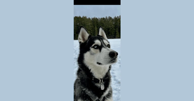 Marko, a Siberian Husky tested with EmbarkVet.com