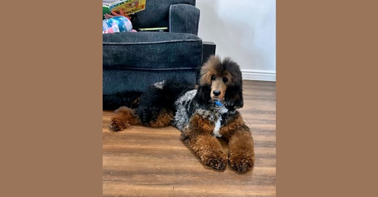 FAMOUS, a Poodle tested with EmbarkVet.com