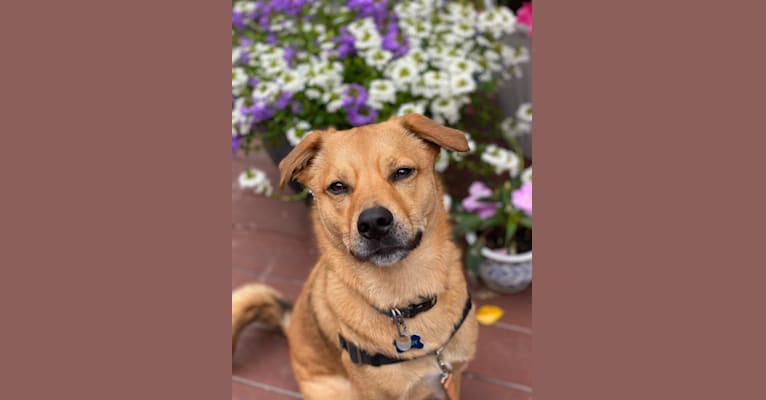 Teddy, a Chihuahua and Chow Chow mix tested with EmbarkVet.com