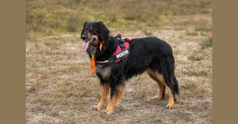 Embark Dog DNA Test Breed 