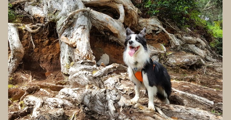 Photo of Kida, a Border Collie  in Japan