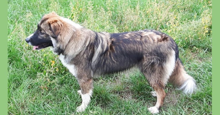 Fynn, a Border Collie and German Shepherd Dog mix tested with EmbarkVet.com