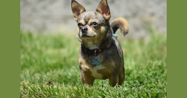 Charley, a Chihuahua tested with EmbarkVet.com