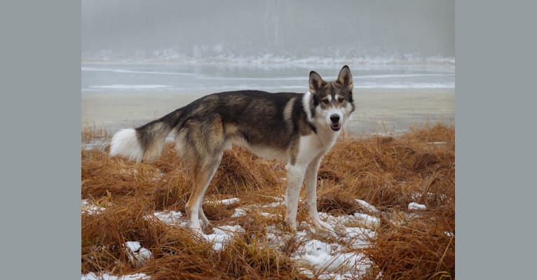 Vistonic, an Alaskan-type Husky tested with EmbarkVet.com
