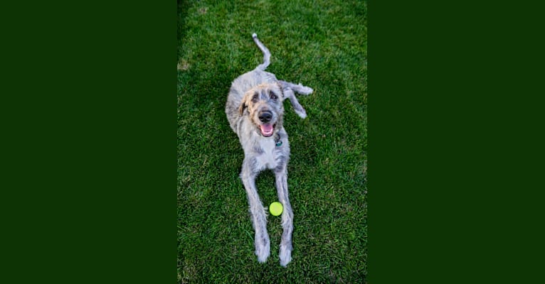 Oberon, an Irish Wolfhound and Saint Bernard mix tested with EmbarkVet.com