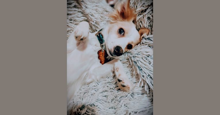 Lizzy (Eliza/Elizabeth), an Eastern European Village Dog and Pekingese mix tested with EmbarkVet.com