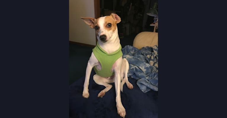 Photo of Brutus, a Russell-type Terrier, Rat Terrier, Toy Fox Terrier, Miniature Pinscher, and Mixed mix in Berkey, Ohio, USA