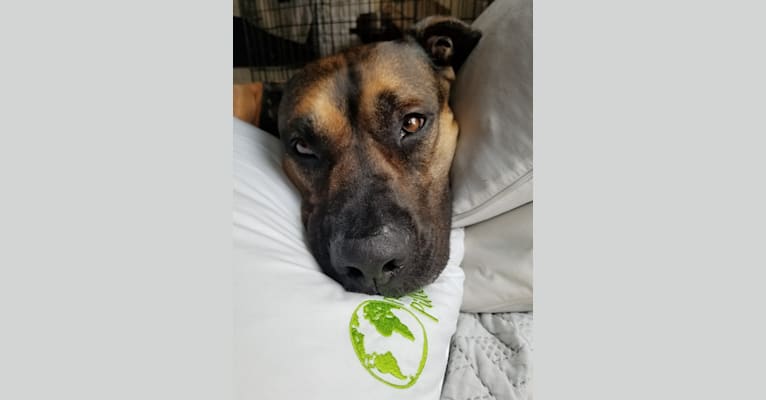 Buddy, an American Pit Bull Terrier (6.2% unresolved) tested with EmbarkVet.com