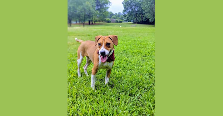 Photo of Boone, an American Pit Bull Terrier, Rat Terrier, and Australian Cattle Dog mix in Rockingham, North Carolina, USA