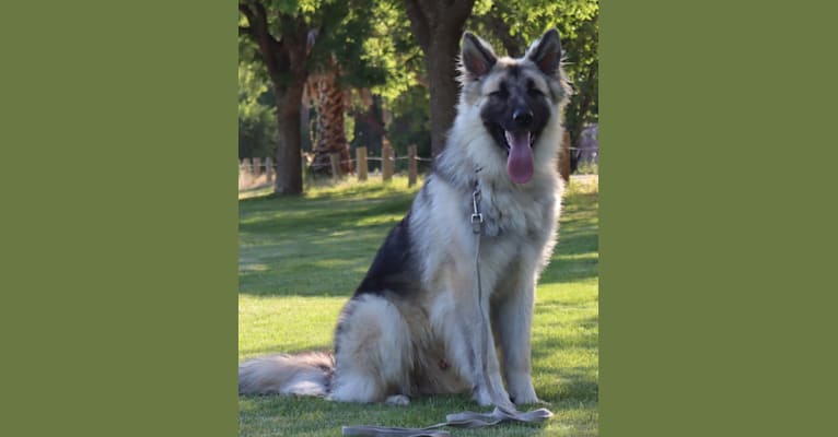 Yuno, a German Shepherd Dog tested with EmbarkVet.com