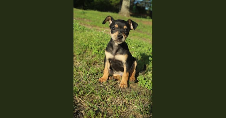 Dipper, a Rat Terrier and Chihuahua mix tested with EmbarkVet.com
