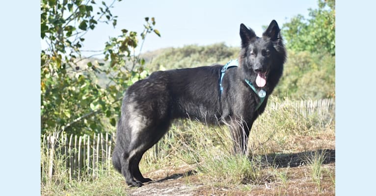Waiya Orfeo Fenris Fangs, a German Shepherd Dog tested with EmbarkVet.com