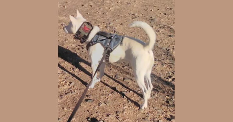 Rex, a Southeast Asian Village Dog and Siberian Husky mix tested with EmbarkVet.com