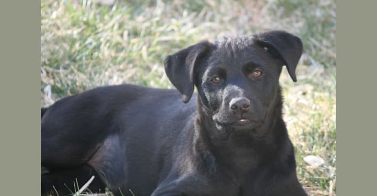 Carla, a Rottweiler and German Shepherd Dog mix tested with EmbarkVet.com