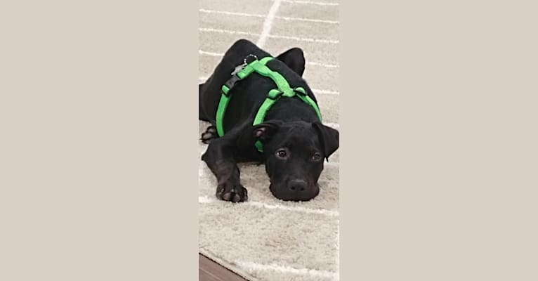 Gunney, a Labrador Retriever and American Pit Bull Terrier mix tested with EmbarkVet.com