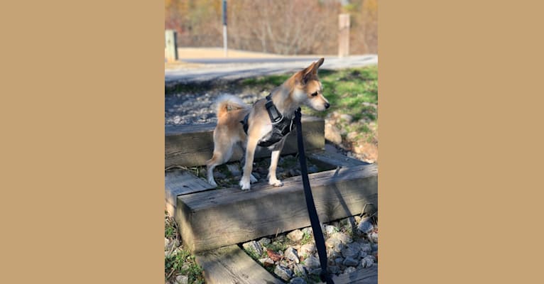 Bruno, a Pomeranian and Miniature Schnauzer mix tested with EmbarkVet.com