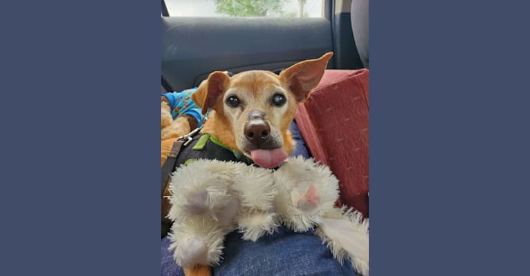 Cricket, a Miniature Pinscher and Beagle mix tested with EmbarkVet.com