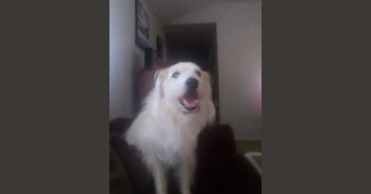 Chuck, a Great Pyrenees and Australian Cattle Dog mix tested with EmbarkVet.com