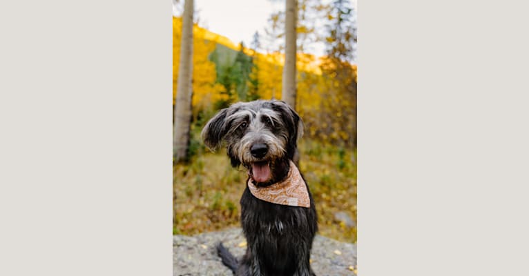 Leia, a Poodle (Standard) and German Shepherd Dog mix tested with EmbarkVet.com