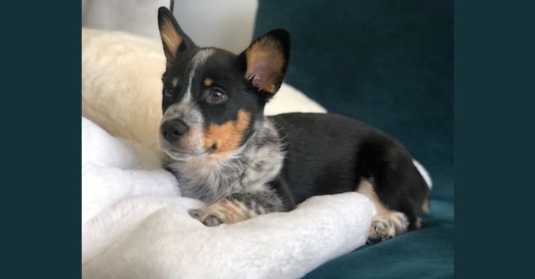 Welsh corgi sale blue heeler mix