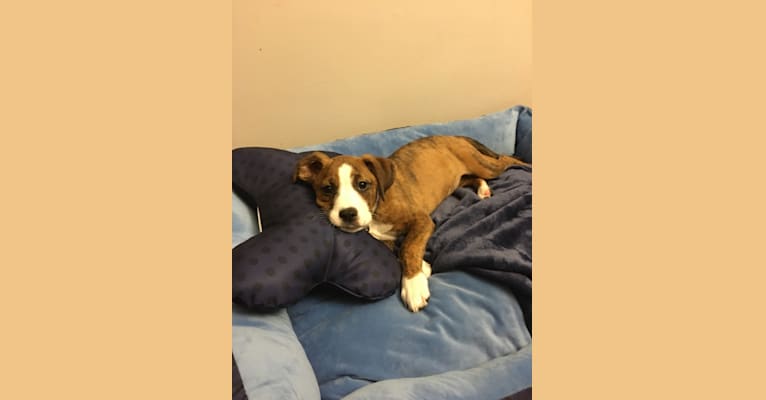 Photo of Pope, a Boxer and Russell-type Terrier mix in Newport, Tennessee, USA