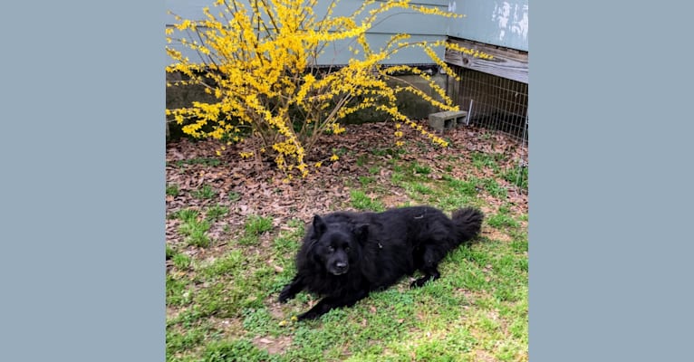 Hudson, a Chow Chow and German Shepherd Dog mix tested with EmbarkVet.com