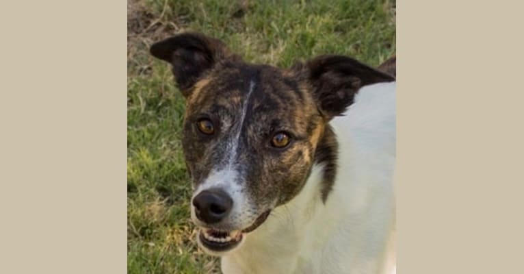 Photo of Grace, a Whippet, Border Collie, and Border Terrier mix in Pahrump, NV, USA