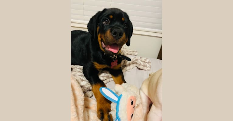 Chompy, a Rottweiler tested with EmbarkVet.com