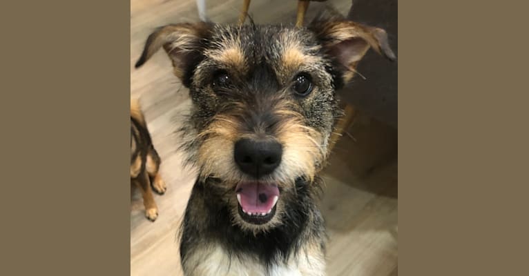 Welsh terrier schnauzer mix deals
