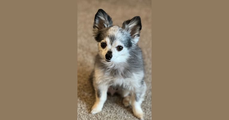 Photo of Peanut, a Chihuahua  in Bowling Green, MO, USA