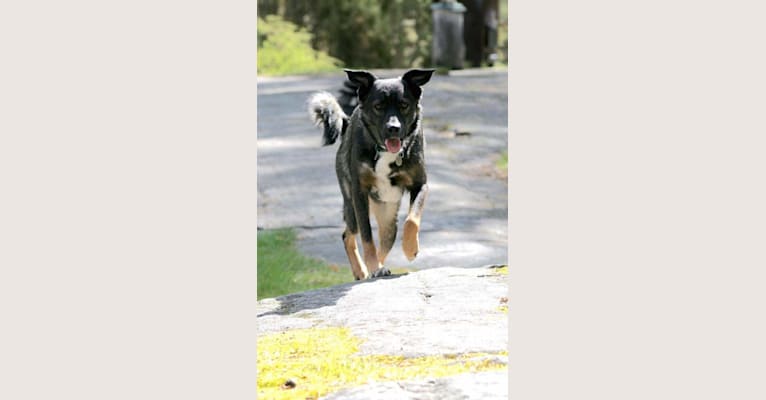 Nala, an Eastern European Village Dog tested with EmbarkVet.com