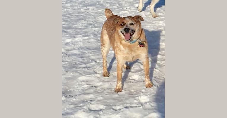 Asher, an Australian Cattle Dog and Russell-type Terrier mix tested with EmbarkVet.com