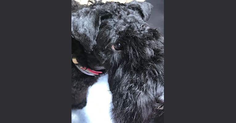 Photo of Lorcan, a Kerry Blue Terrier  in Georgia, USA