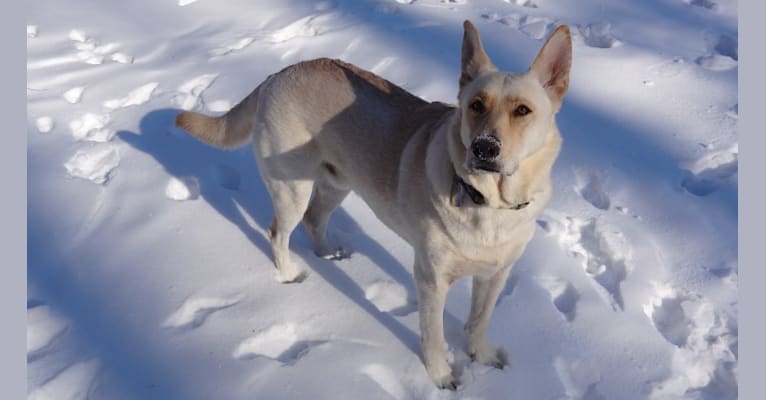 Bandit Martin, a German Shepherd Dog and Siberian Husky mix tested with EmbarkVet.com
