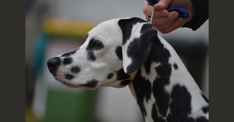 Kenzie, a Dalmatian tested with EmbarkVet.com